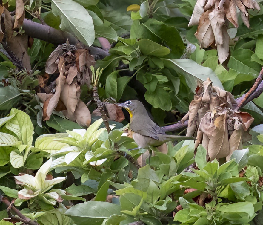 Yellow-breasted Chat - ML608801921