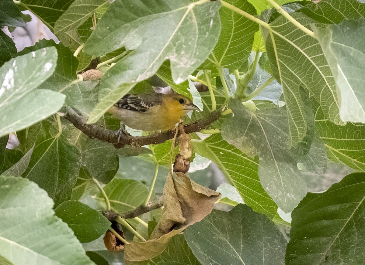 Oriole de Bullock - ML608801925