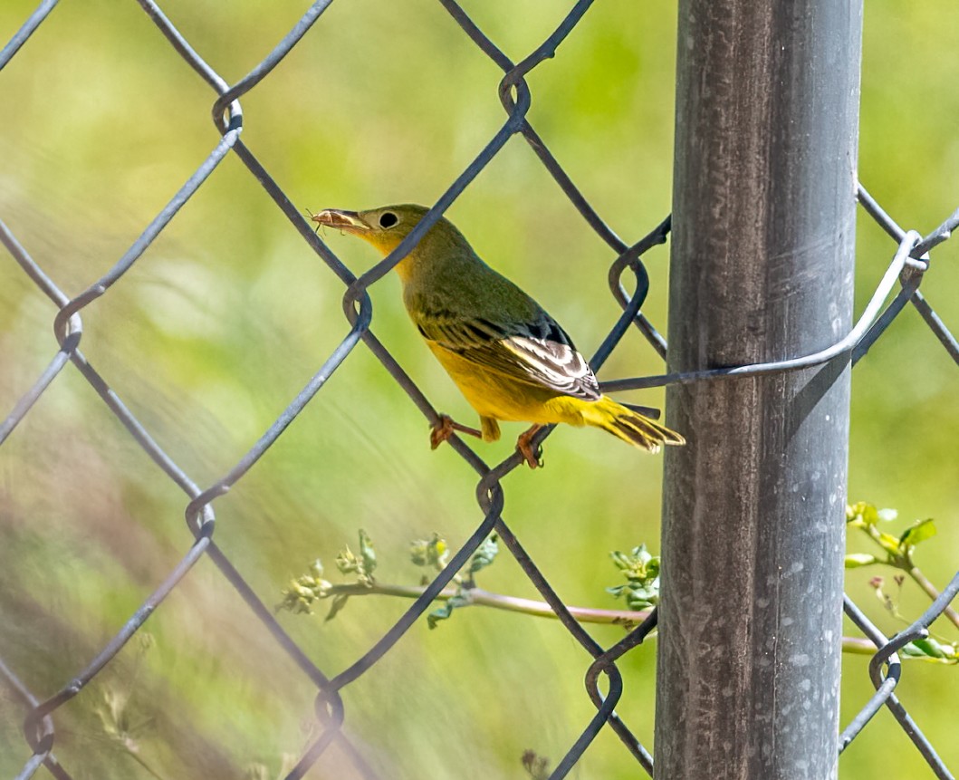 Paruline jaune - ML608801934