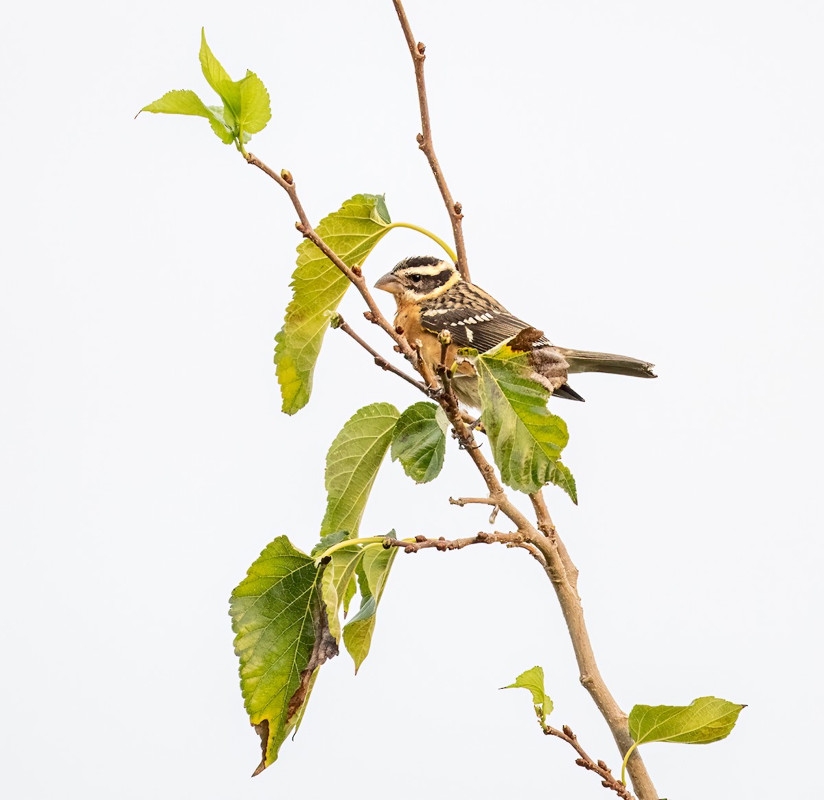 Black-headed Grosbeak - ML608801943