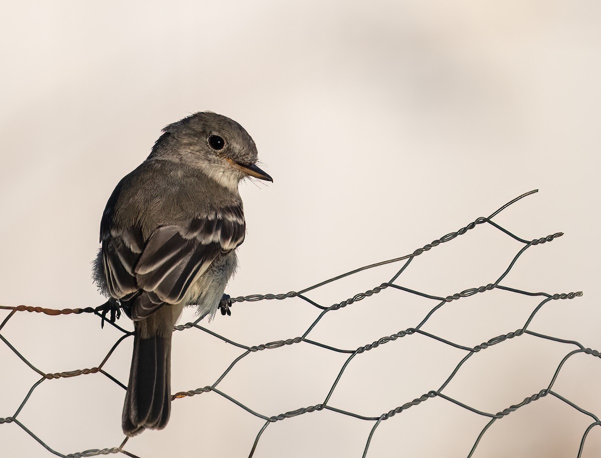 Gray Flycatcher - ML608801953