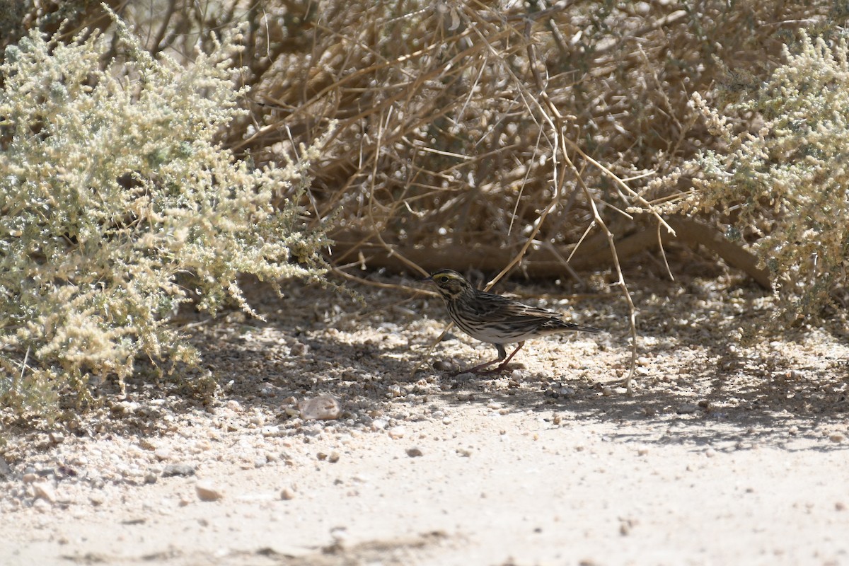 Savannah Sparrow - ML608801959