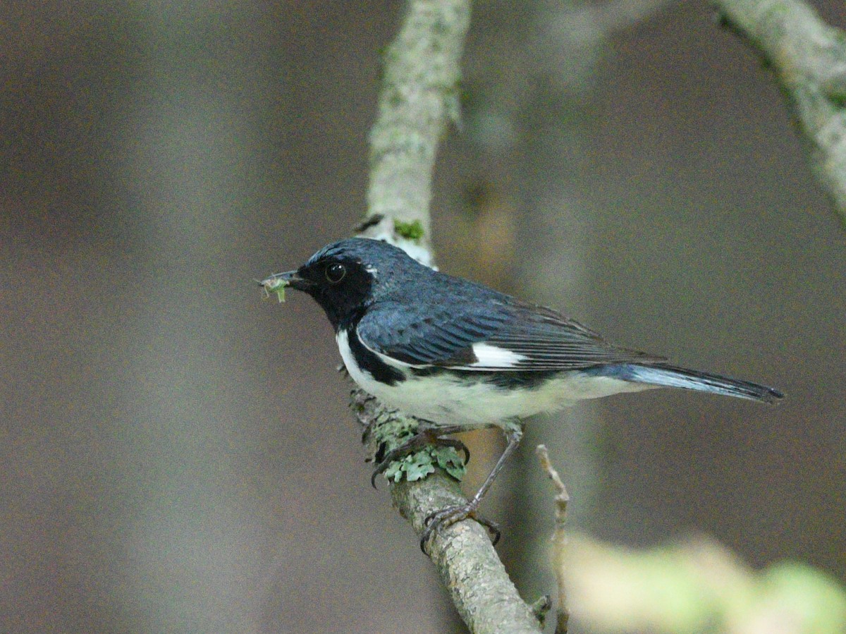 Black-throated Blue Warbler - ML608801998