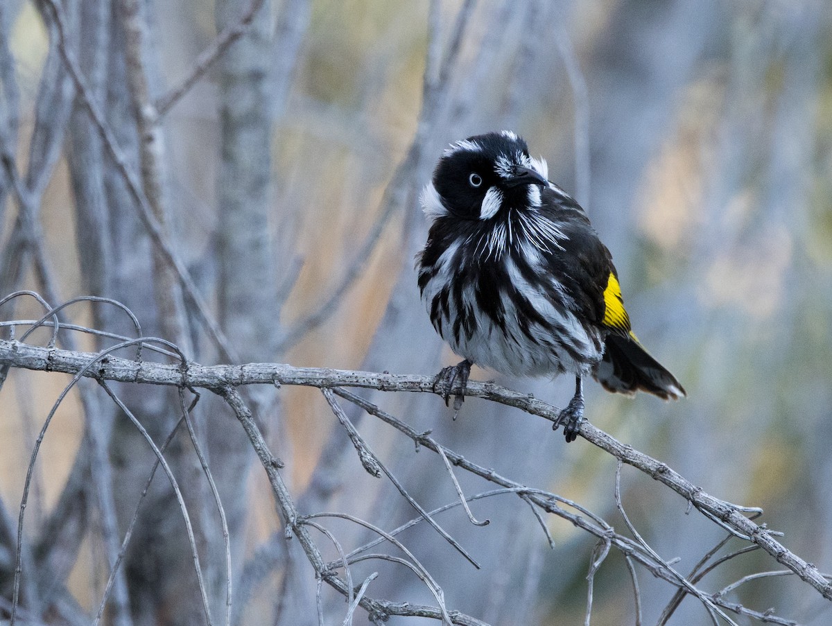 New Holland Honeyeater - Chris Barnes