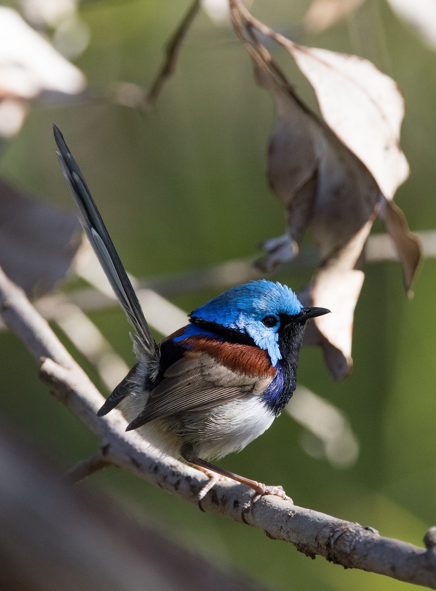 Variegated Fairywren - Chris Barnes