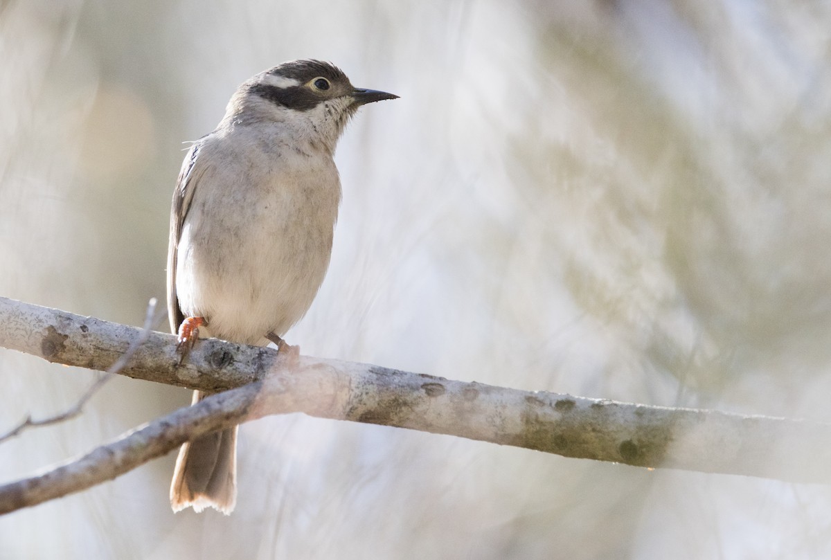 Brown-headed Honeyeater - ML608802059