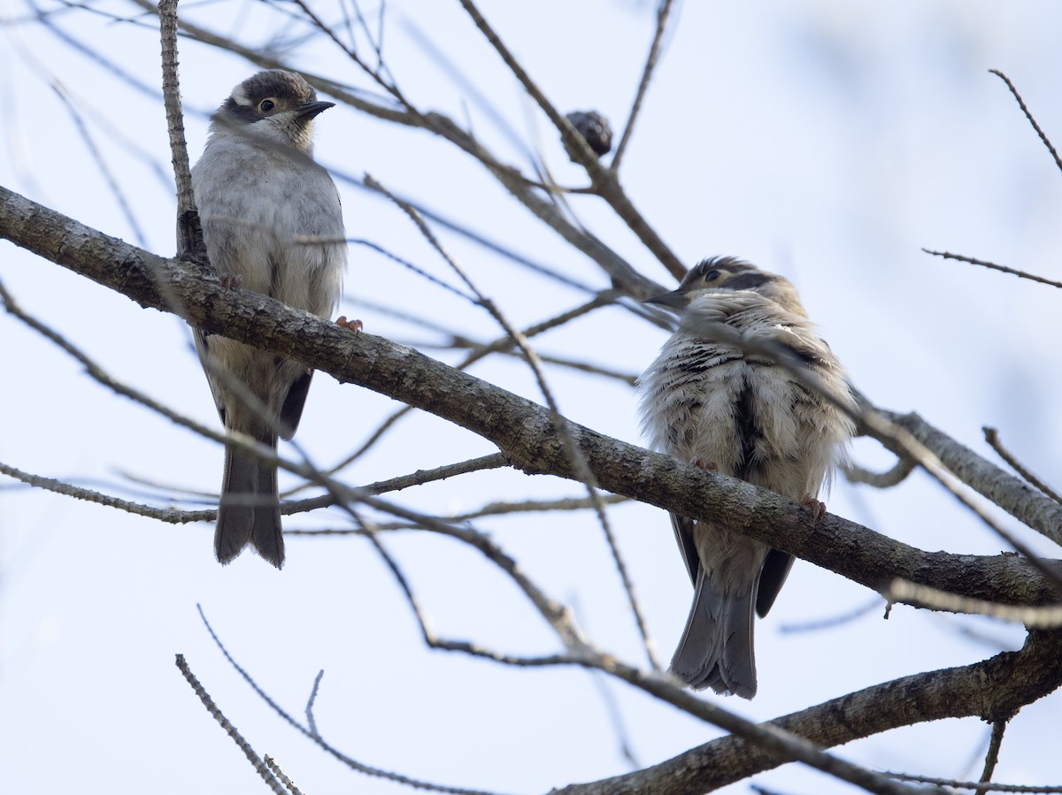 Brown-headed Honeyeater - ML608802060