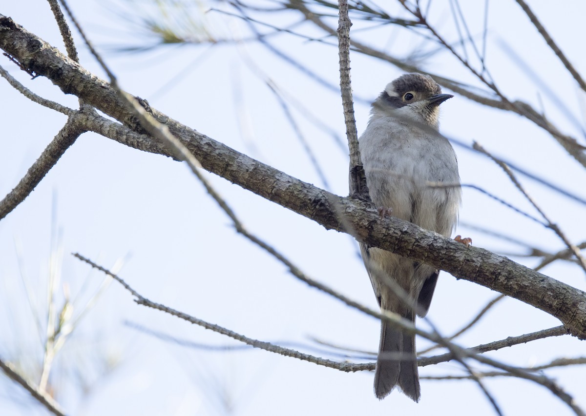 Brown-headed Honeyeater - ML608802062