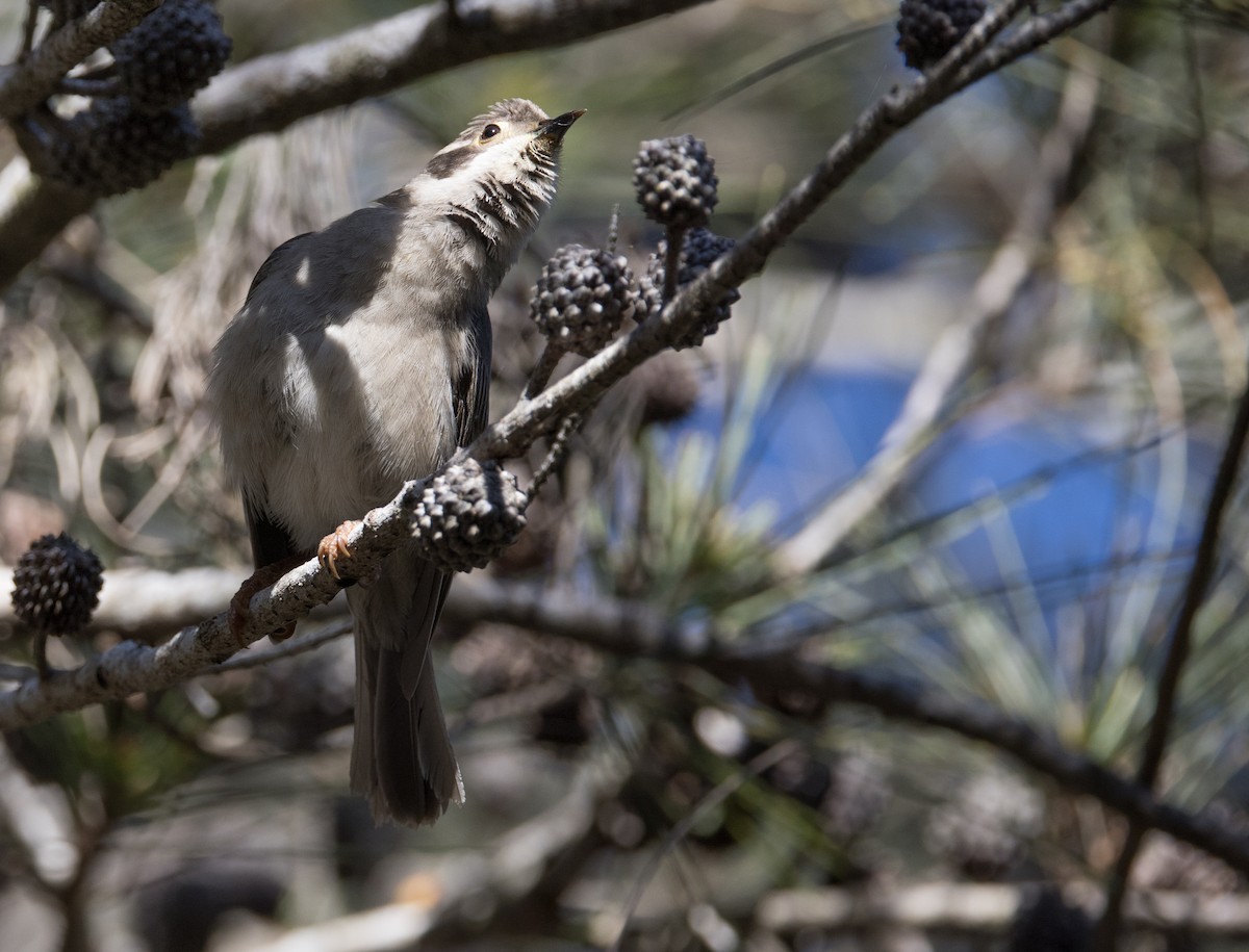 Brown-headed Honeyeater - ML608802064