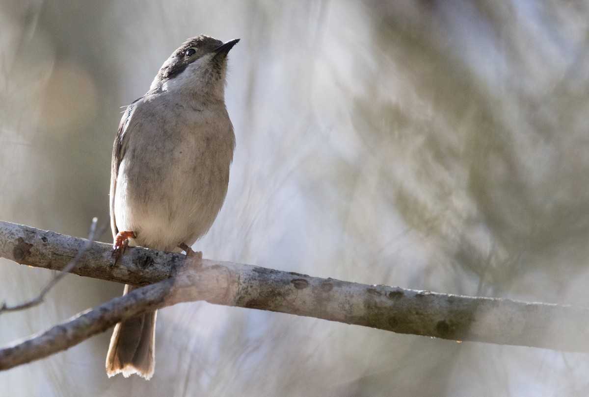 Brown-headed Honeyeater - ML608802065