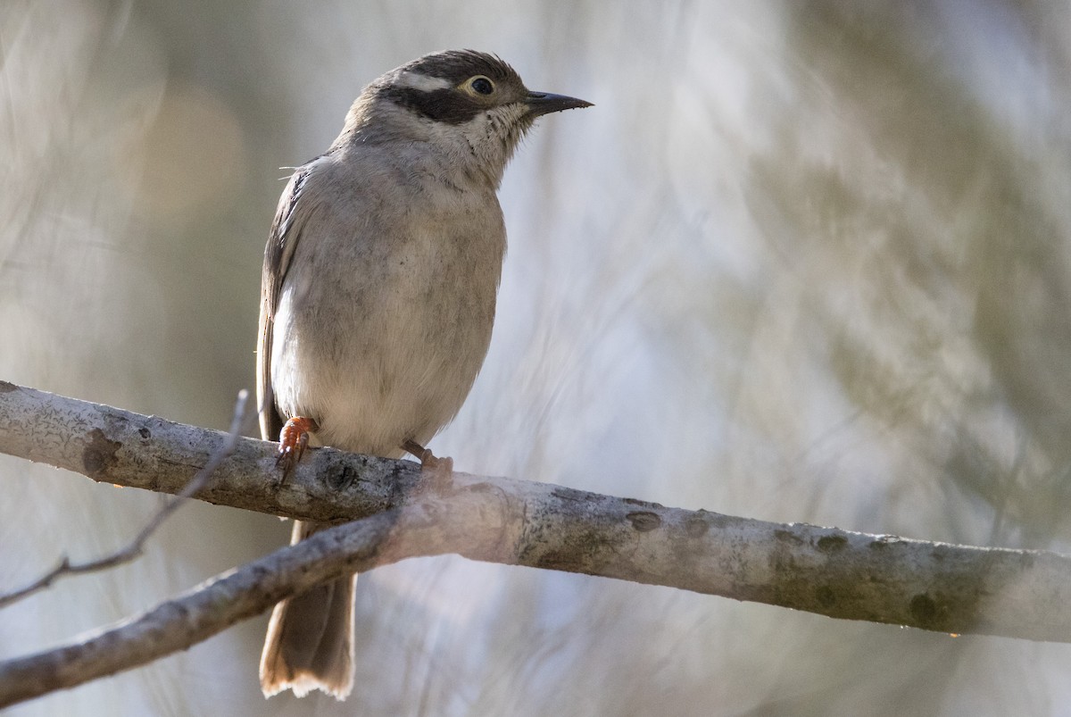 Brown-headed Honeyeater - ML608802067