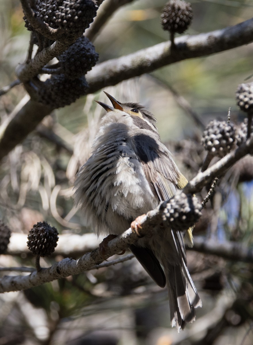 Brown-headed Honeyeater - ML608802068