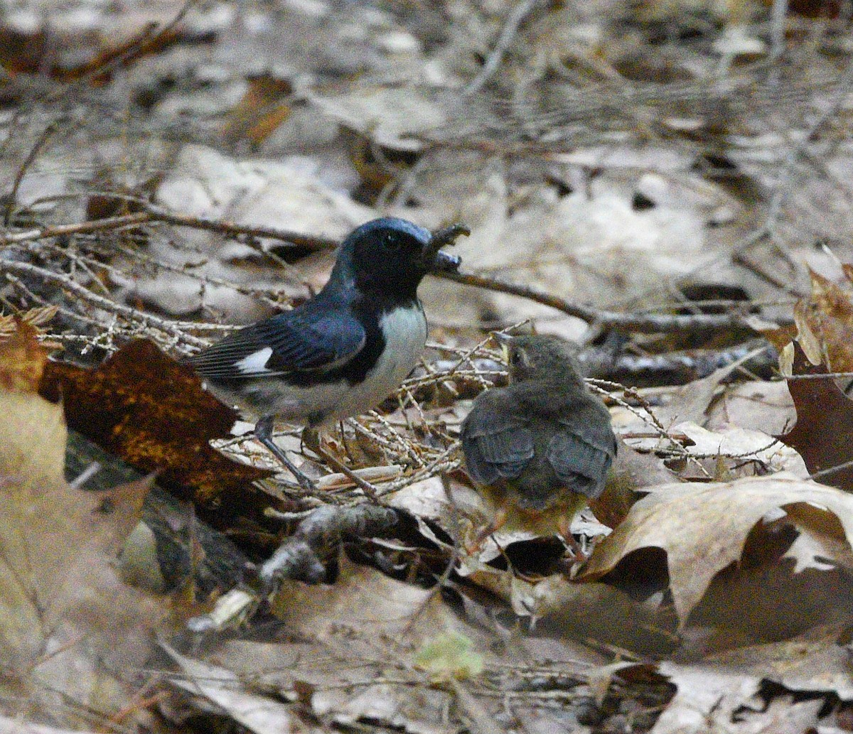 Black-throated Blue Warbler - Wendy Hill