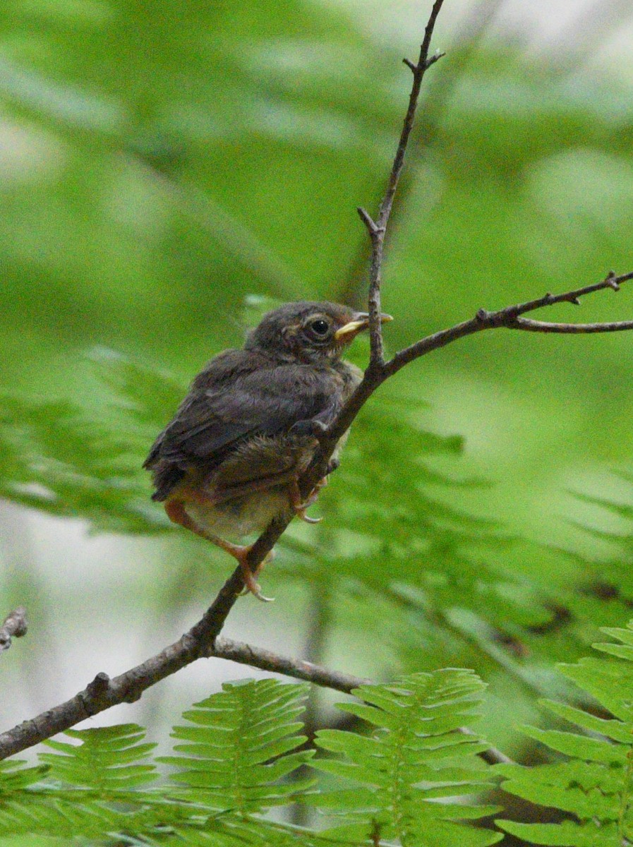 Black-throated Blue Warbler - Wendy Hill