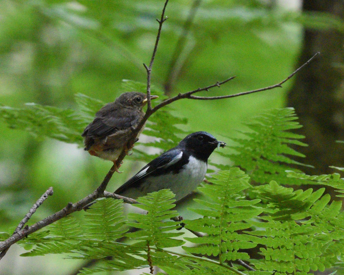 Black-throated Blue Warbler - Wendy Hill