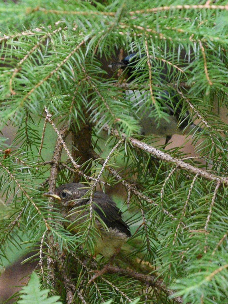 Black-throated Blue Warbler - ML608802131