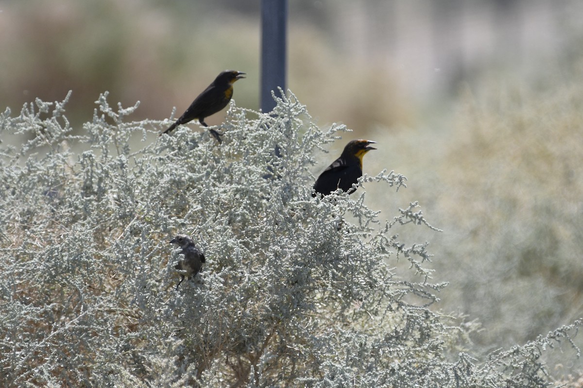 Yellow-headed Blackbird - ML608802241