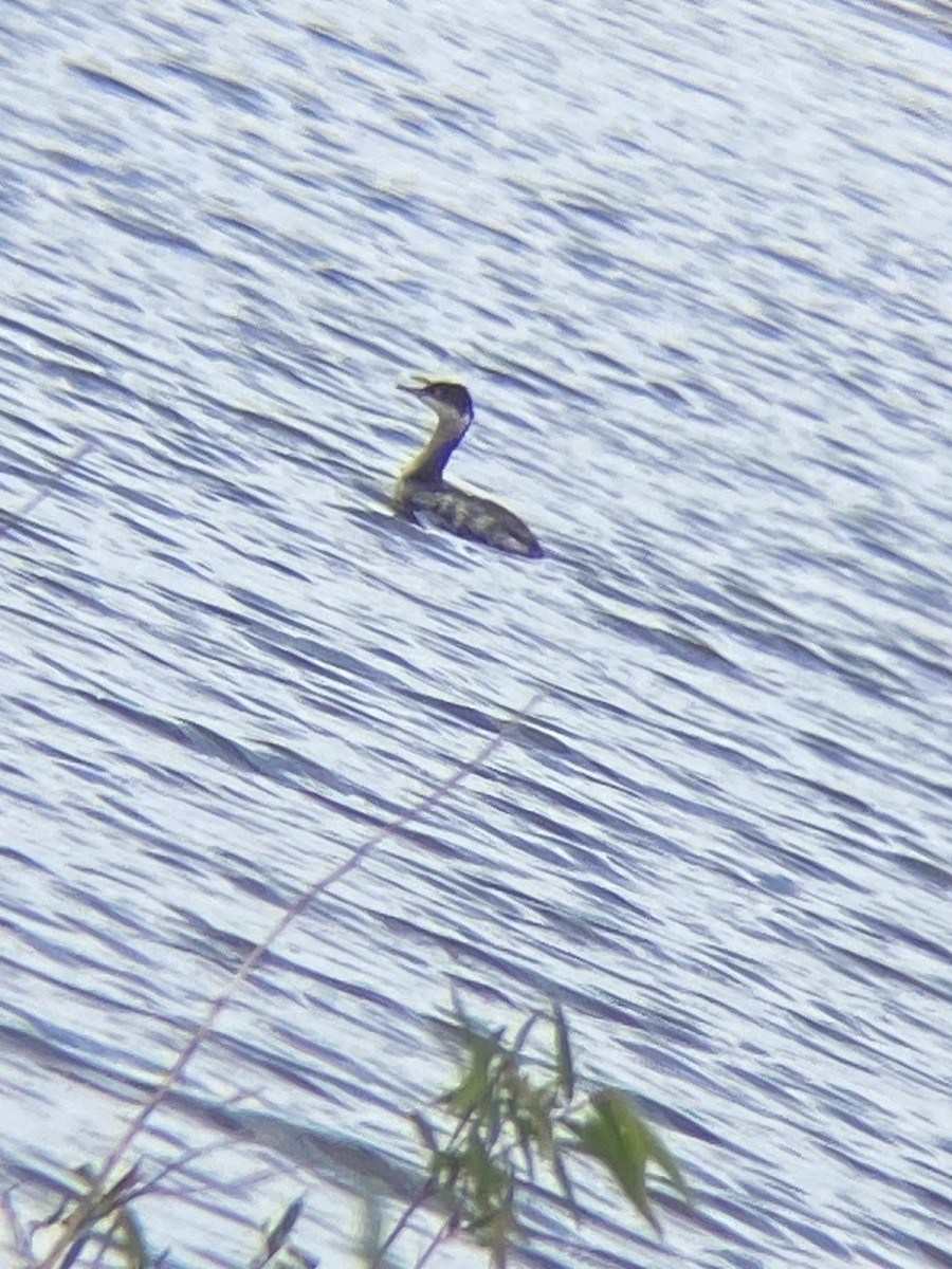 Eared Grebe - ML608802356