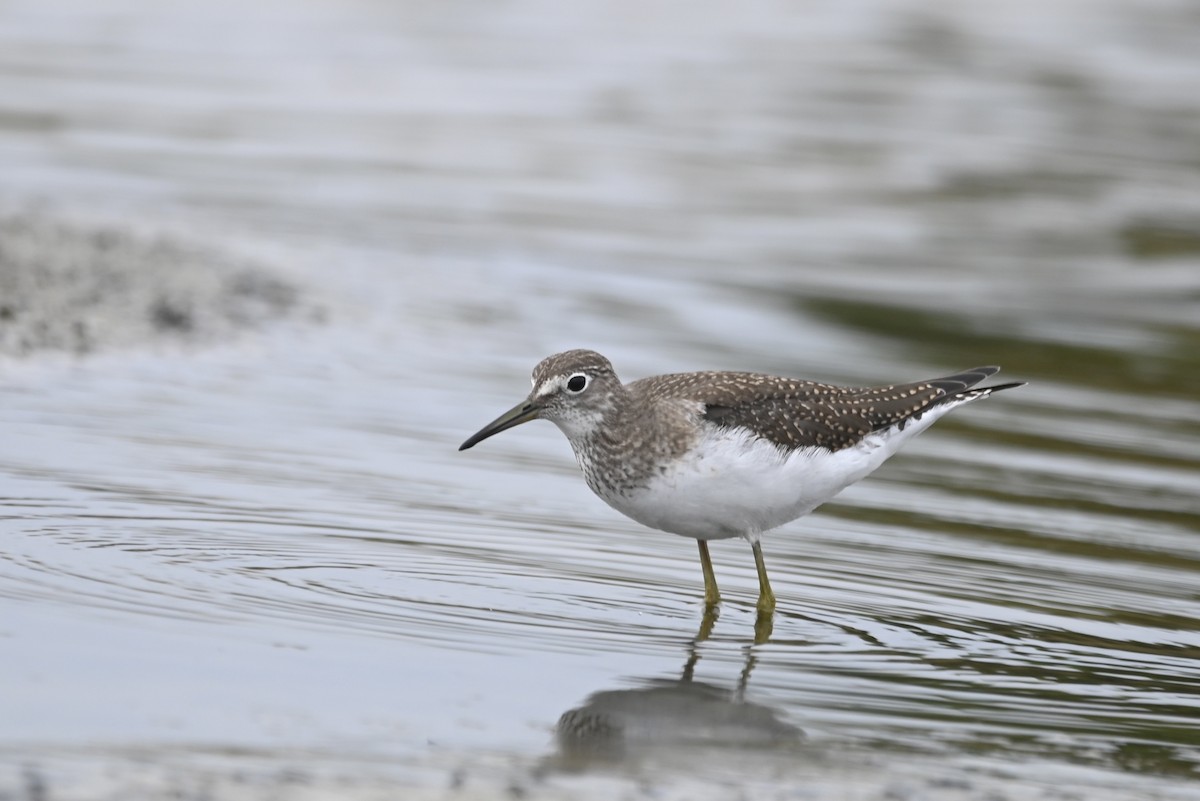 Solitary Sandpiper - ML608802426