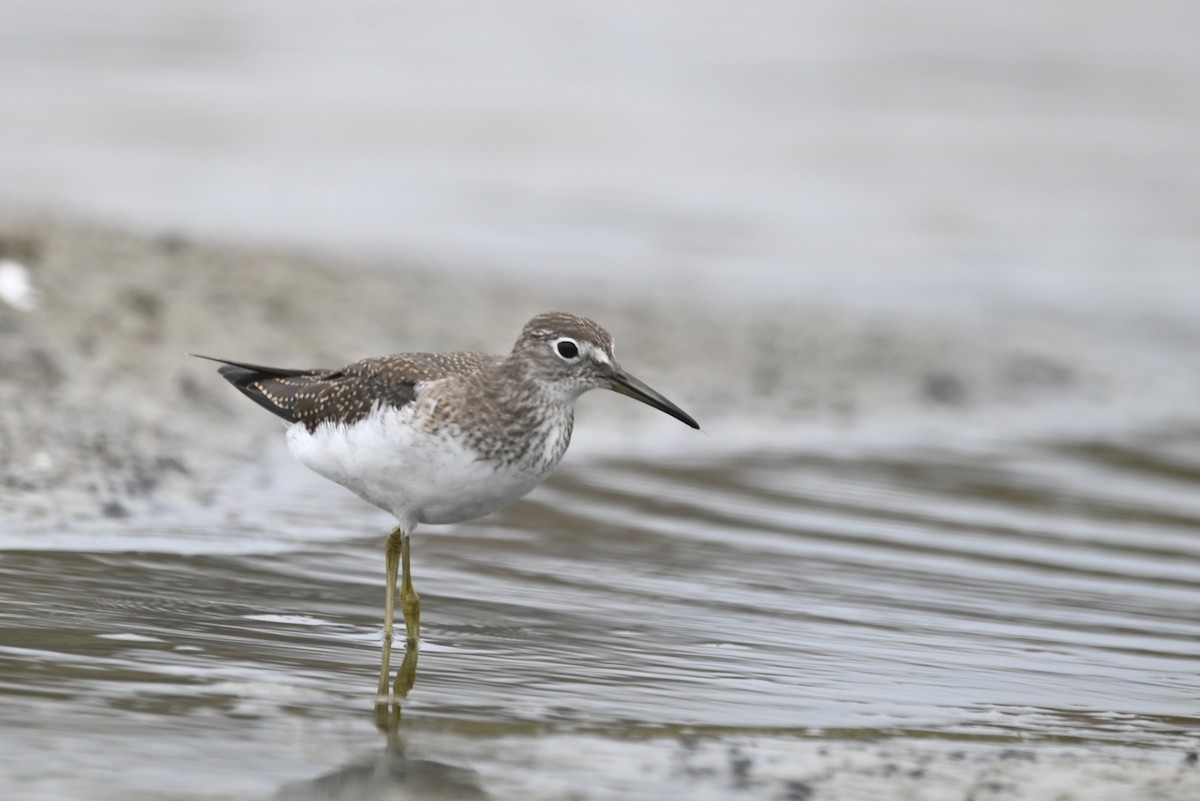 Solitary Sandpiper - ML608802427