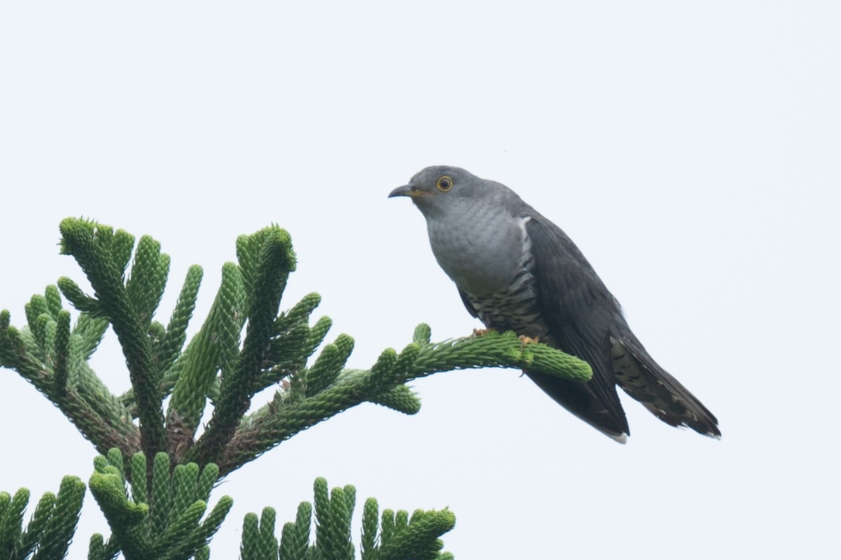 Oriental Cuckoo - ML608802460