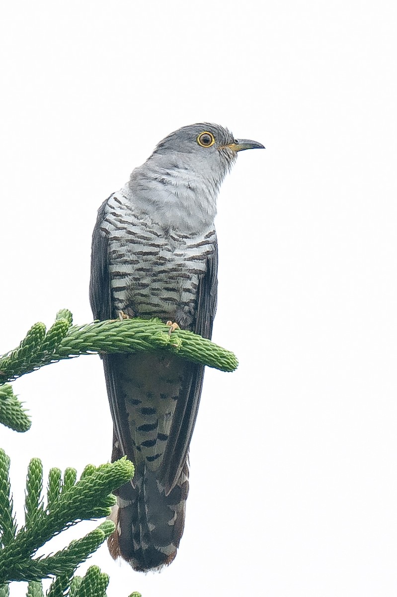 Oriental Cuckoo - ML608802462