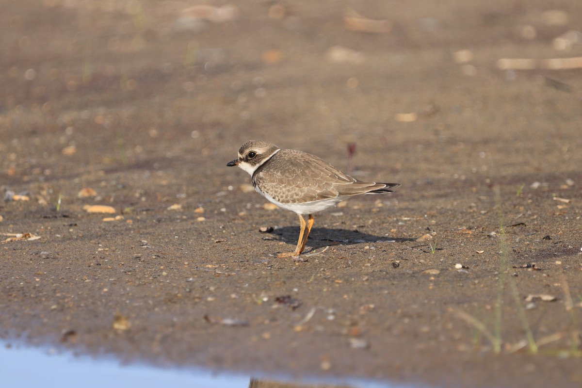Semipalmated Plover - ML608802997