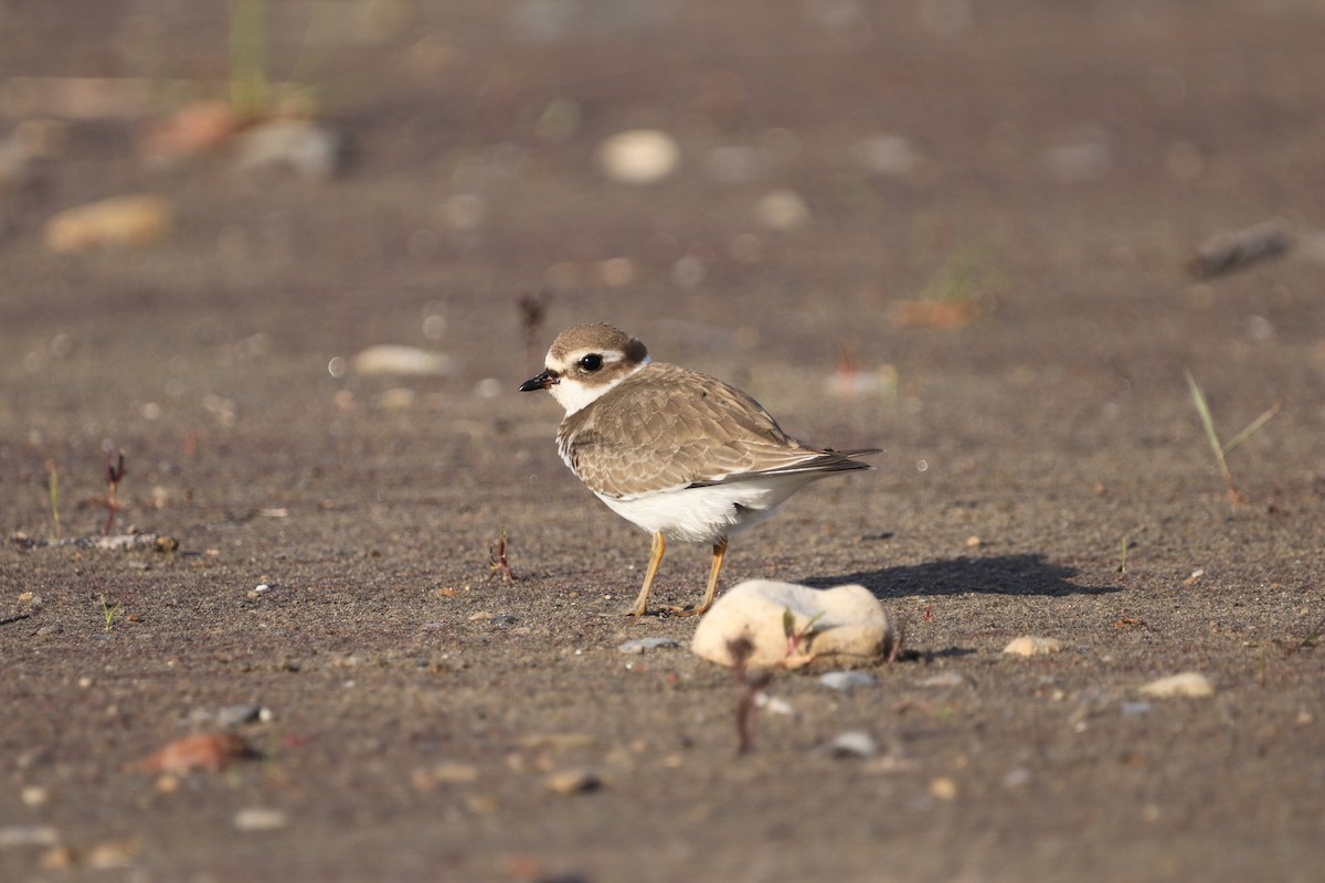 Semipalmated Plover - ML608803025