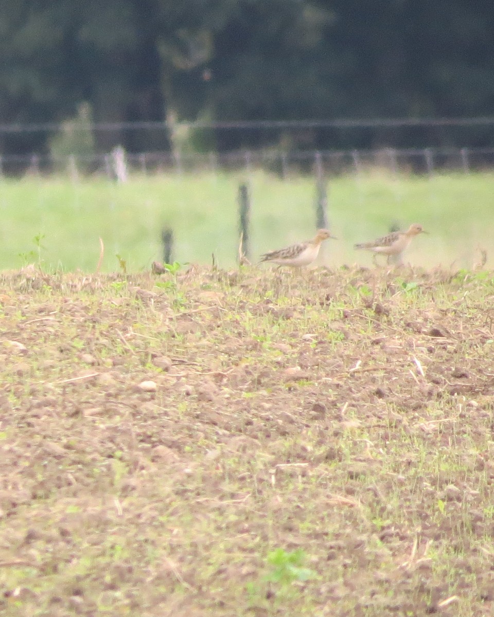 Buff-breasted Sandpiper - ML608803042
