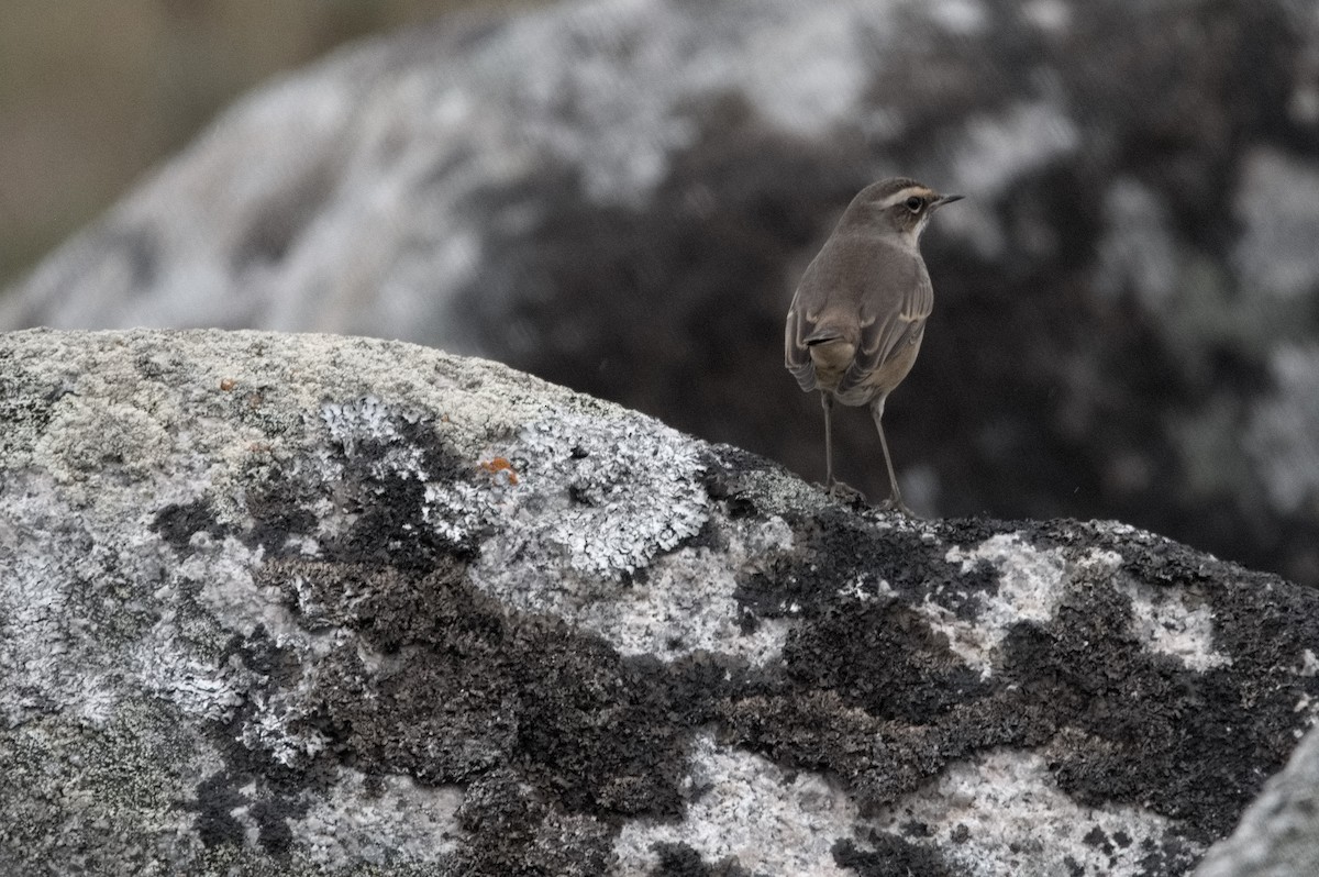 Bluethroat - Kevin Thompson