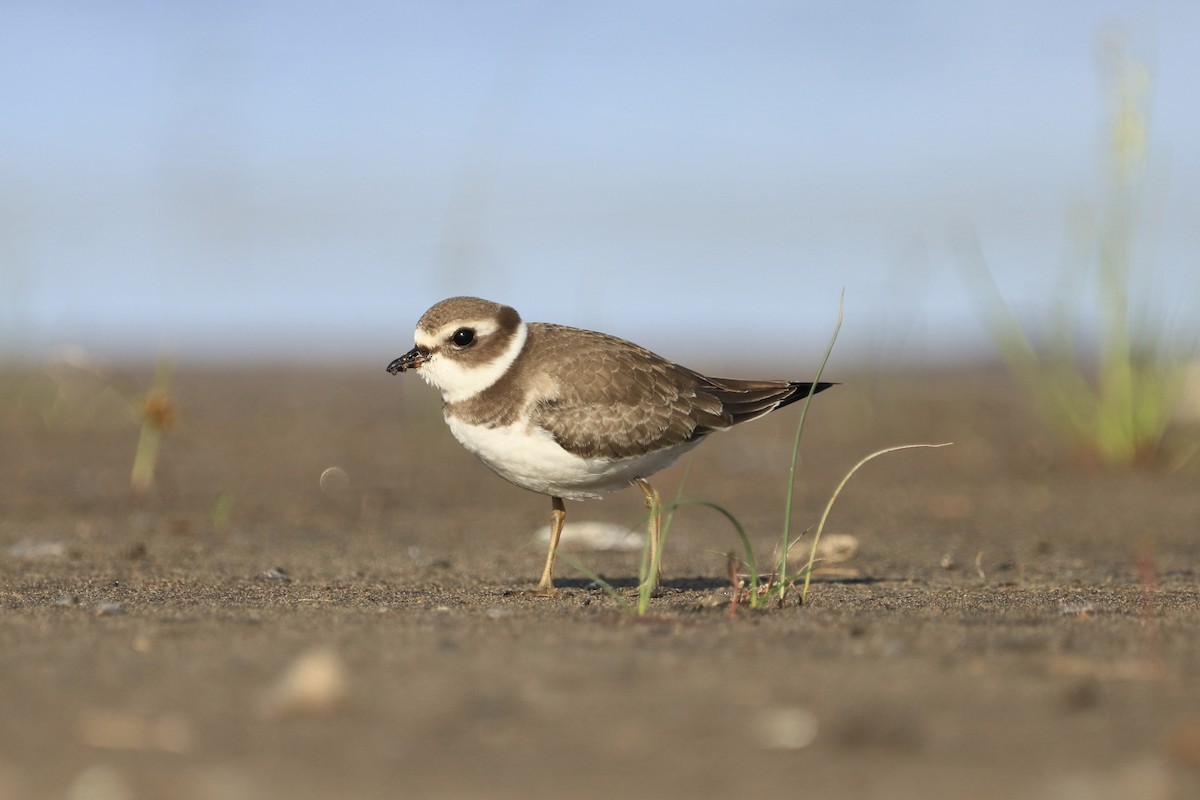 Semipalmated Plover - ML608803103