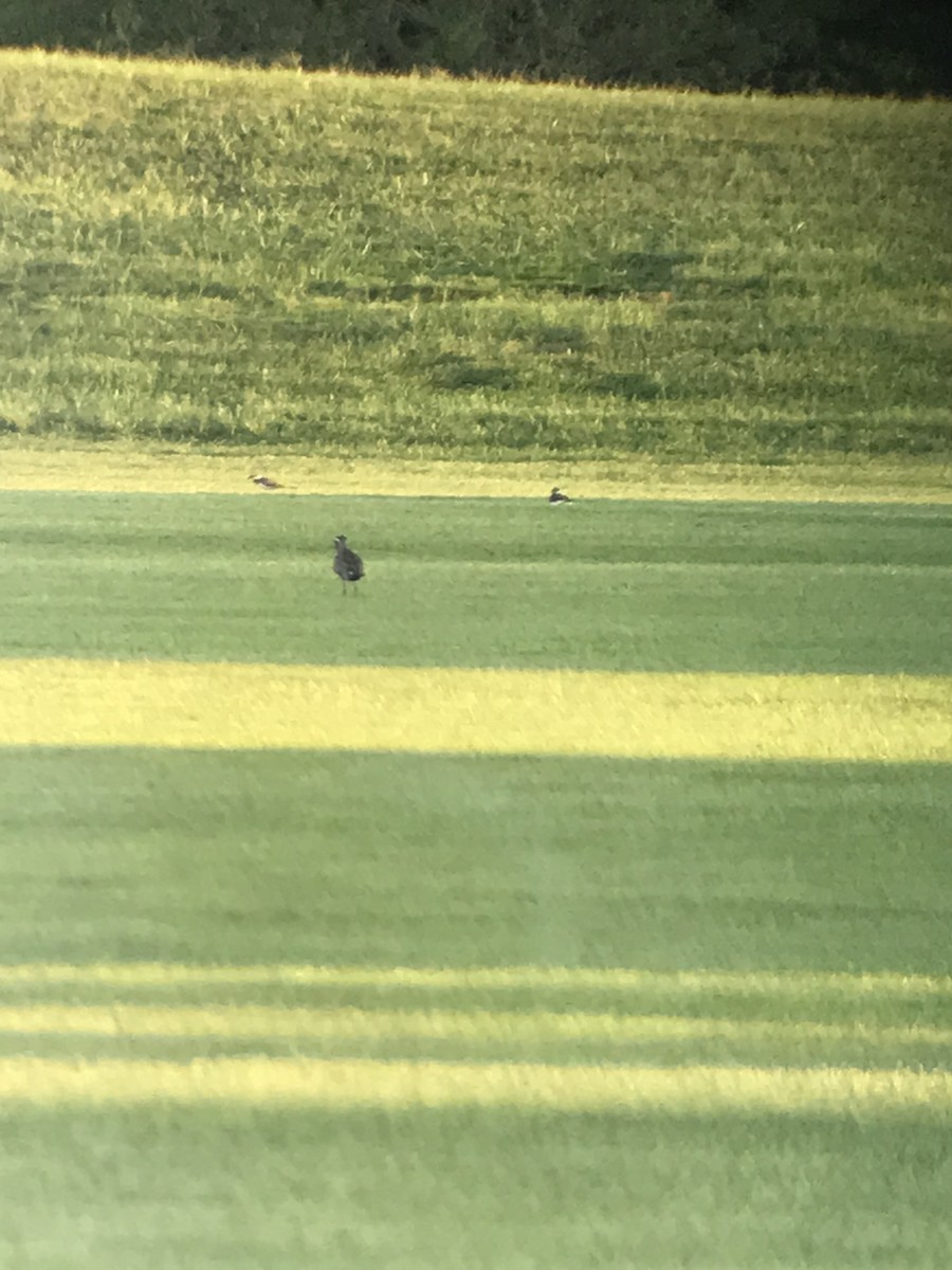 American Golden-Plover - ML608803125