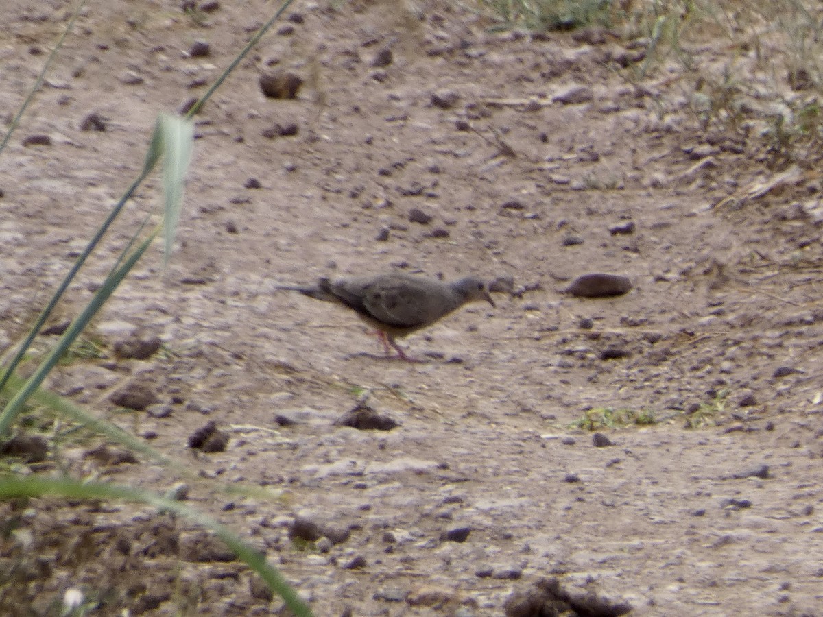 Common Ground Dove - ML608803151