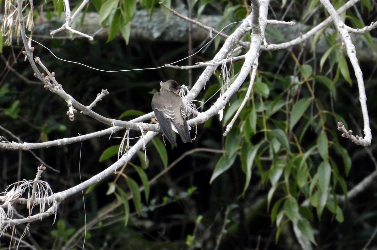 Southern Rough-winged Swallow - ML608803171