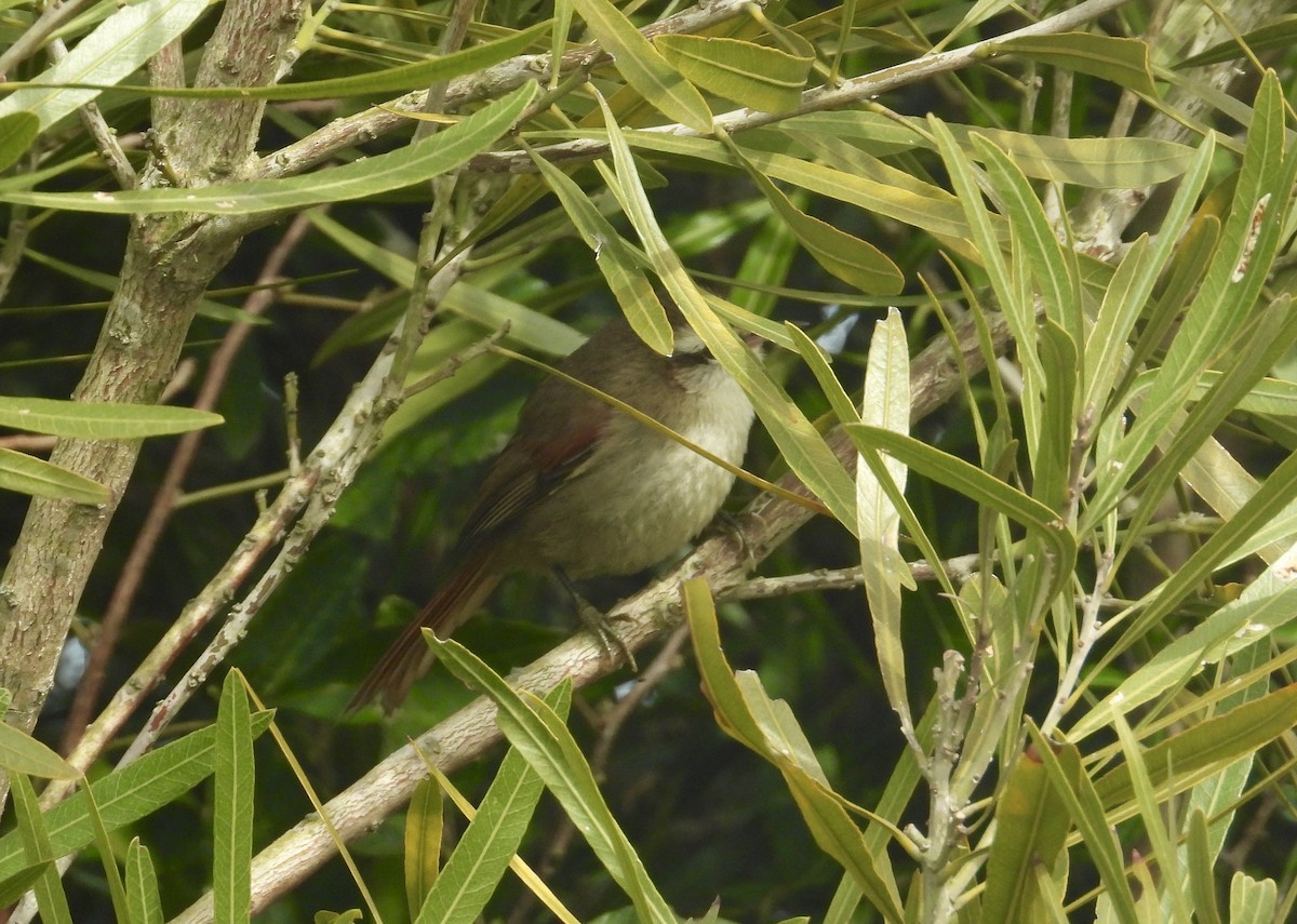 Stripe-crowned Spinetail - ML608803200