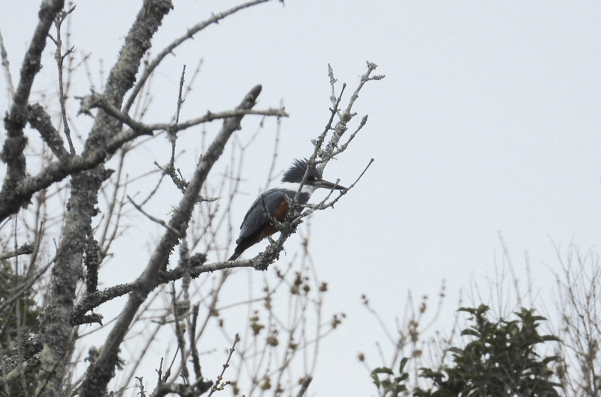 Ringed Kingfisher - ML608803212