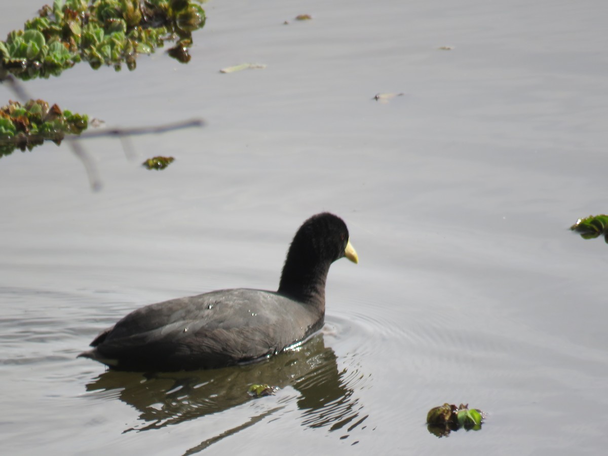 White-winged Coot - ML608803213