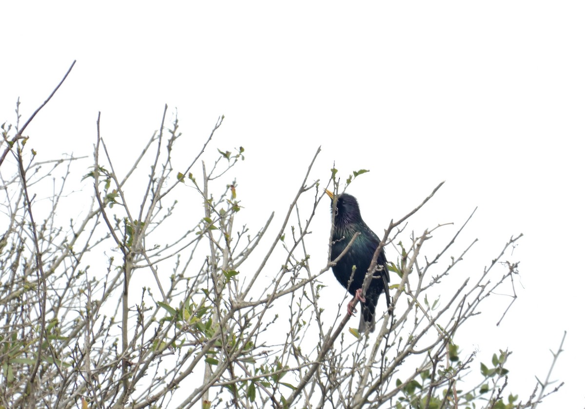 European Starling - ML608803246