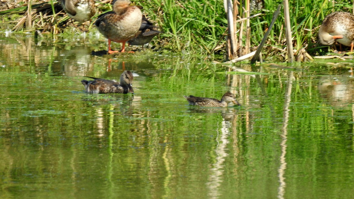 Blue-winged Teal - ML608803298