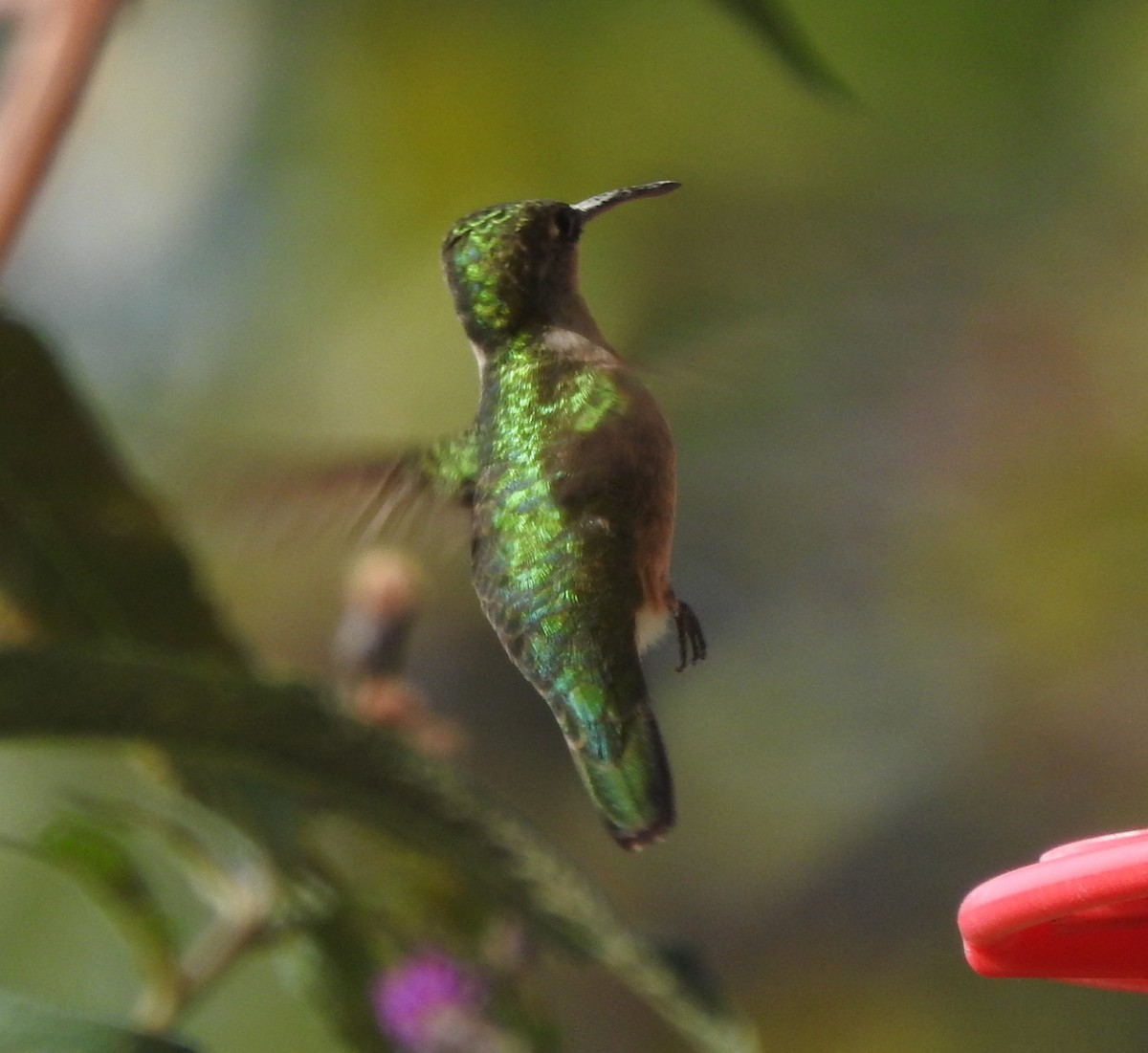 Ruby-throated Hummingbird - ML608803300