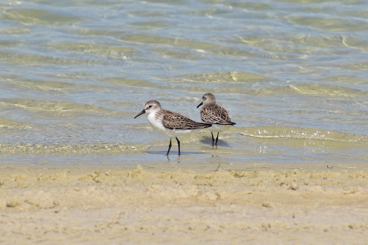 Western Sandpiper - Vicki Bachner