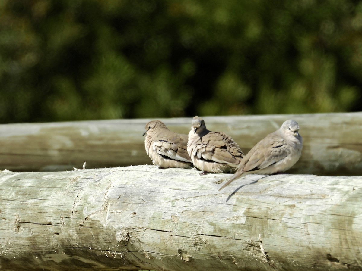 Picui Ground Dove - Alejandra Pons