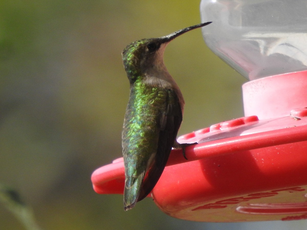 Ruby-throated Hummingbird - ML608803339