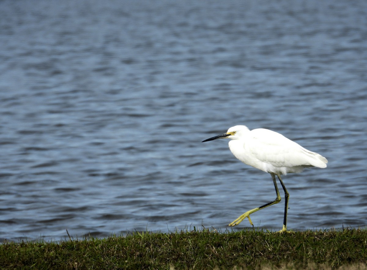 Snowy Egret - ML608803350