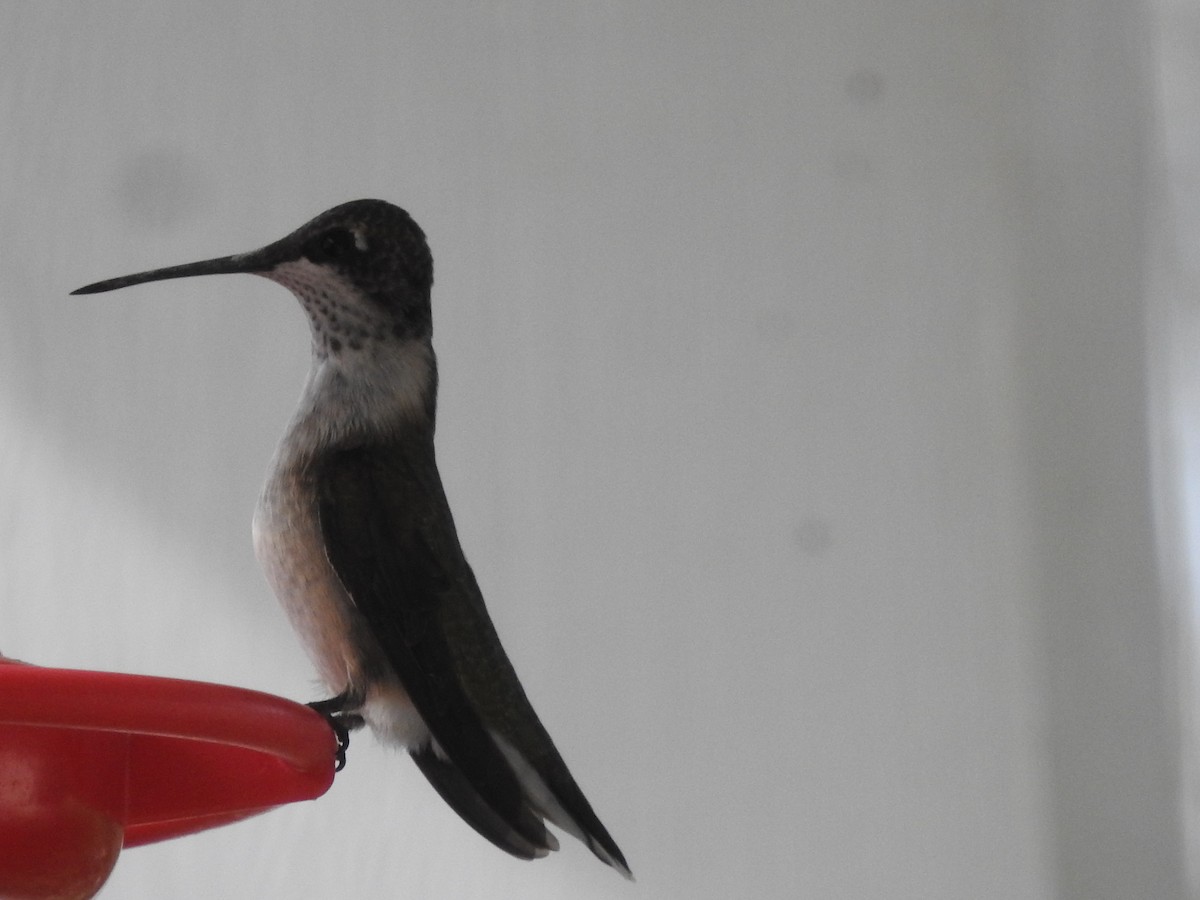 Colibri à gorge rubis - ML608803358