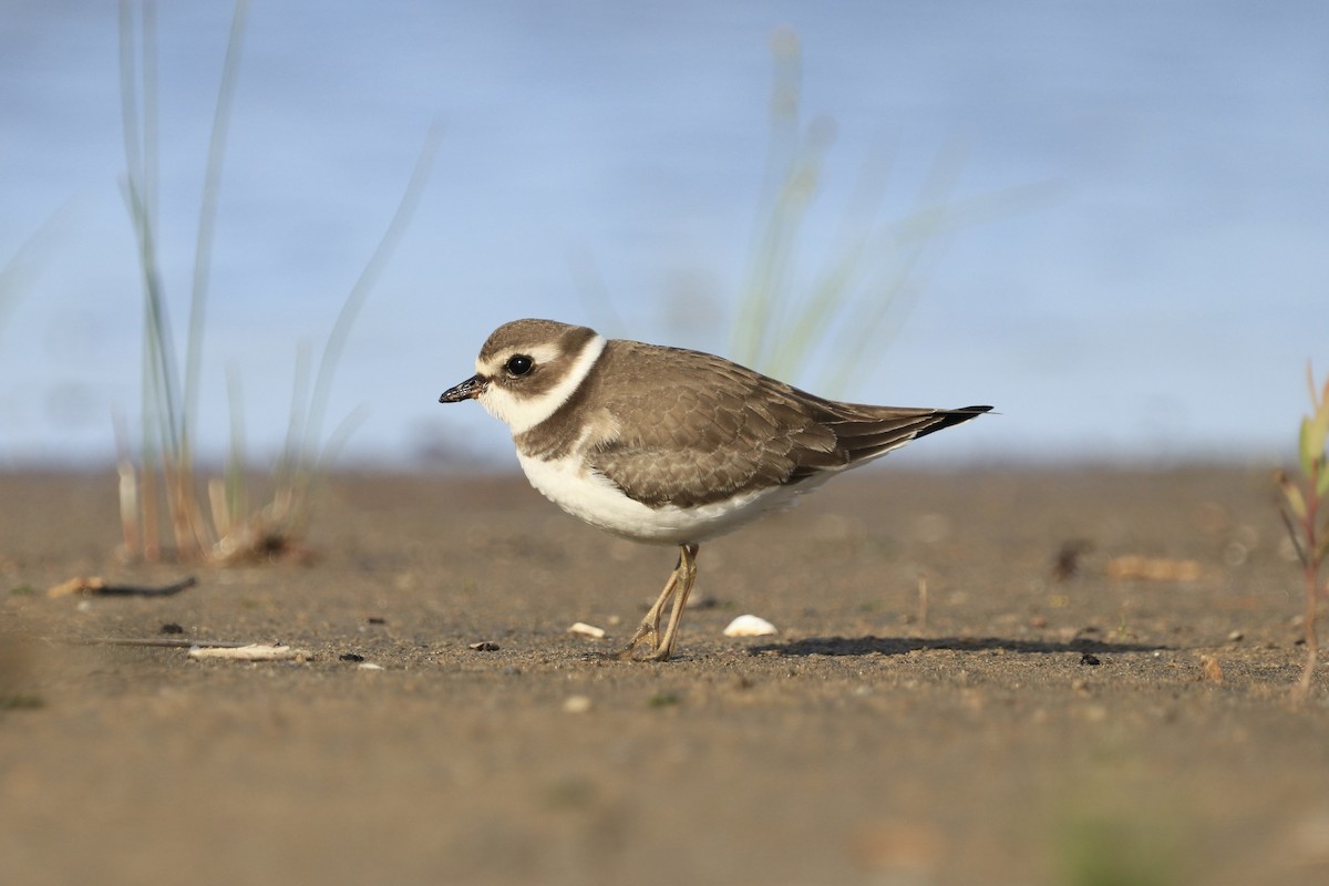 Semipalmated Plover - ML608803385