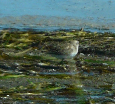 pygmésnipe - ML608803397