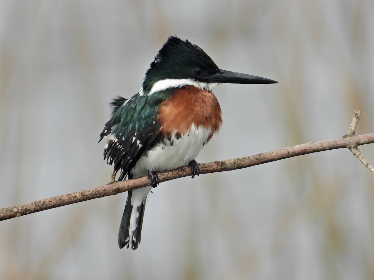 Green Kingfisher - ML608803422