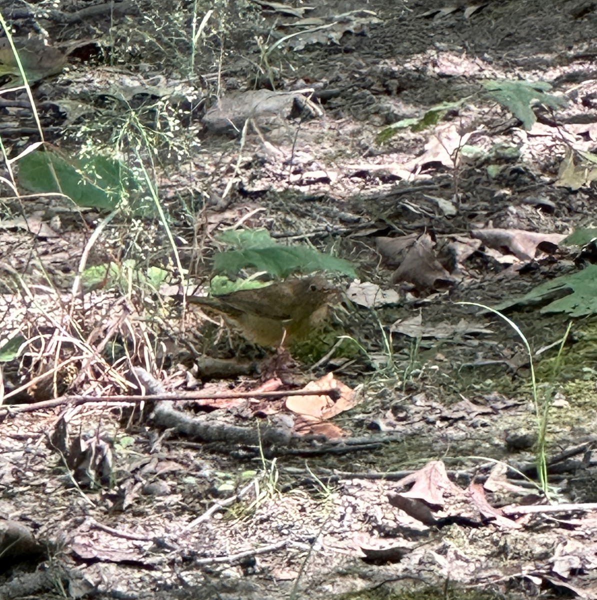 Connecticut Warbler - ML608803671