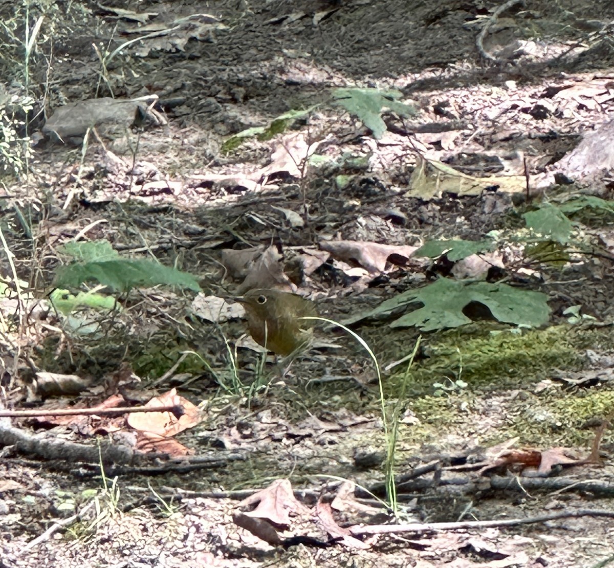 Connecticut Warbler - ML608803672